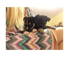 Chihuahua Puppies$700 - 3