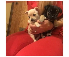 Chihuahua Puppies$700 - 4