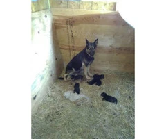 3 females German Shepherd Puppies no papers - 1