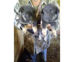 3 females German Shepherd Puppies no papers - 3