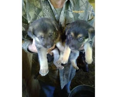 3 females German Shepherd Puppies no papers - 4