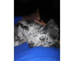 4 month old great Dane puppy for adoption - 2