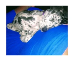 4 month old great Dane puppy for adoption - 4