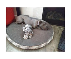 4 month old great Dane puppy for adoption - 5
