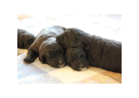 F1 Labradoodle puppies Born October 18th