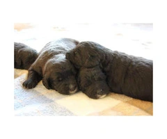 F1 Labradoodle puppies Born October 18th
