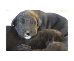 F1 Labradoodle puppies Born October 18th - 2