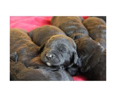 F1 Labradoodle puppies Born October 18th - 4