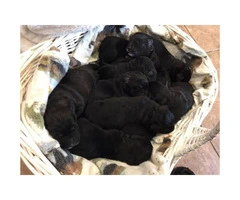 F1 Labradoodle puppies Born October 18th - 5