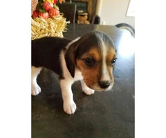 Cute & playful Minature Beagle puppies
