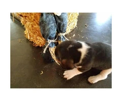 Cute & playful Minature Beagle puppies - 3