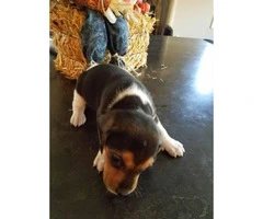 Cute & playful Minature Beagle puppies - 4