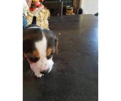 Cute & playful Minature Beagle puppies - 5