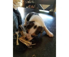 Cute & playful Minature Beagle puppies - 6