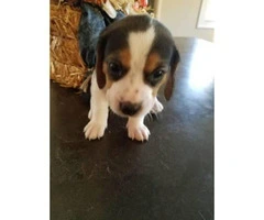 Cute & playful Minature Beagle puppies - 7