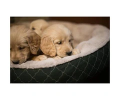 4 female golden retriever puppies