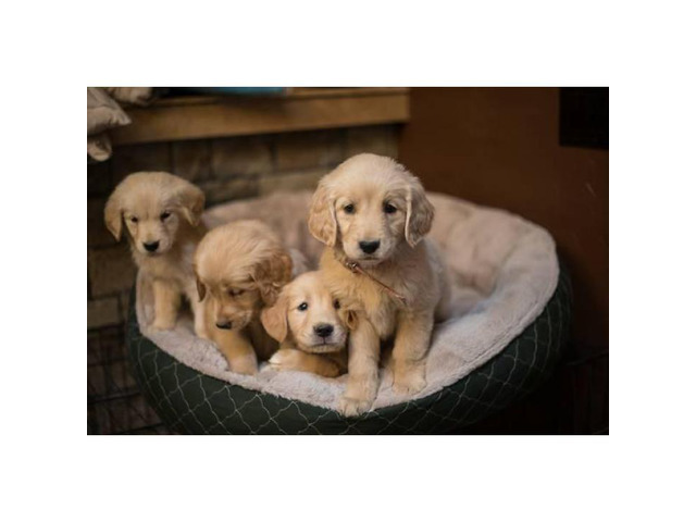 4 female golden retriever puppies in Sacramento ...