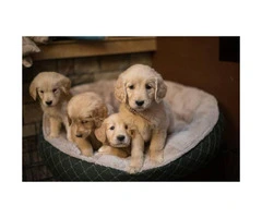 4 female golden retriever puppies - 2