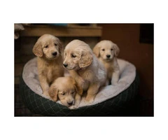 4 female golden retriever puppies - 3