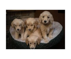 4 female golden retriever puppies - 4
