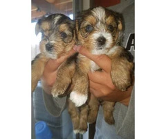 5 beautiful pure bred yorkie puppies 3 female and 2 male - 3
