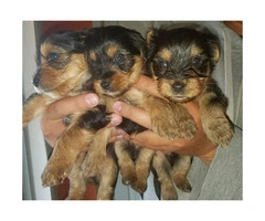5 beautiful pure bred yorkie puppies 3 female and 2 male - 4