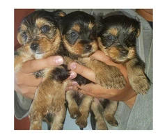 5 beautiful pure bred yorkie puppies 3 female and 2 male - 5