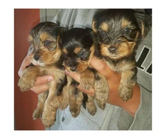 5 beautiful pure bred yorkie puppies 3 female and 2 male - 6
