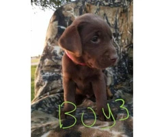 AKC registred Chocolate/Silver Lab puppies