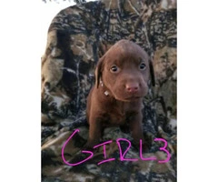 AKC registred Chocolate/Silver Lab puppies - 2