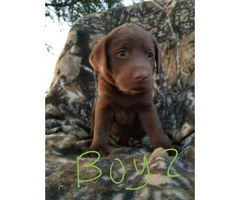 AKC registred Chocolate/Silver Lab puppies - 3