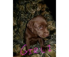 AKC registred Chocolate/Silver Lab puppies - 4