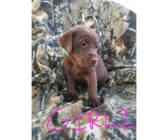 AKC registred Chocolate/Silver Lab puppies - 5