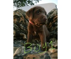 AKC registred Chocolate/Silver Lab puppies - 6