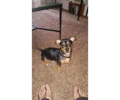 6 month old chiweenie I need to rehome
