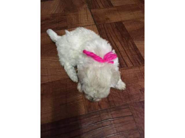 Bichon Frise Puppies For Sale 2 Girls And 3 Boys In Philadelphia