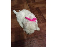 Bichon Frise Puppies for sale, 2 girls and 3 boys