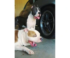 XL Bully Pitbull Puppies show quality dogs - 3