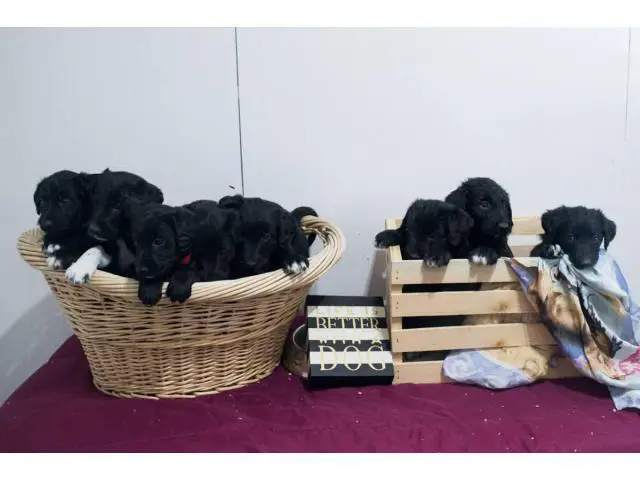 3 Bordoodle puppies for sale - 2/8