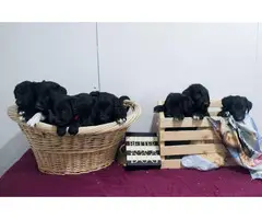 3 Bordoodle puppies for sale - 2