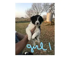 5 Border Collie puppies available - 2