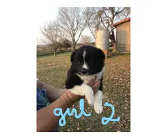 5 Border Collie puppies available - 3