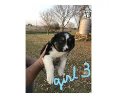 5 Border Collie puppies available - 4