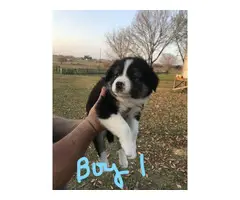 5 Border Collie puppies available - 5