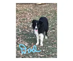 5 Border Collie puppies available - 8