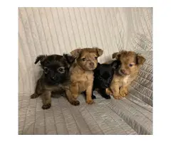 5 long-coat Chihuahua puppies for sale