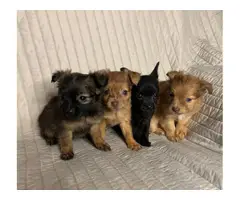 5 long-coat Chihuahua puppies for sale - 2