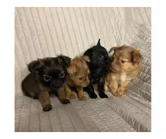 5 long-coat Chihuahua puppies for sale - 3