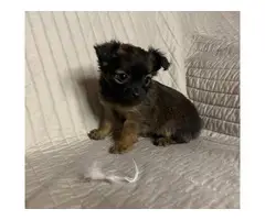 5 long-coat Chihuahua puppies for sale - 4