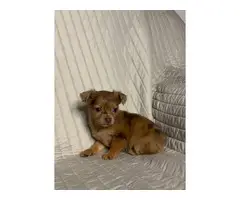 5 long-coat Chihuahua puppies for sale - 5
